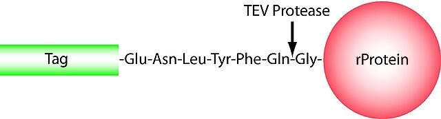 TEV蛋白，TEV Protease